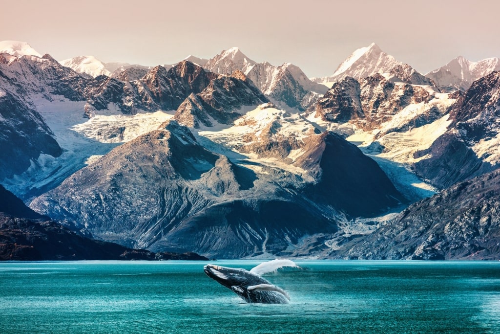 Scenic landscape of Inside Passage with whale