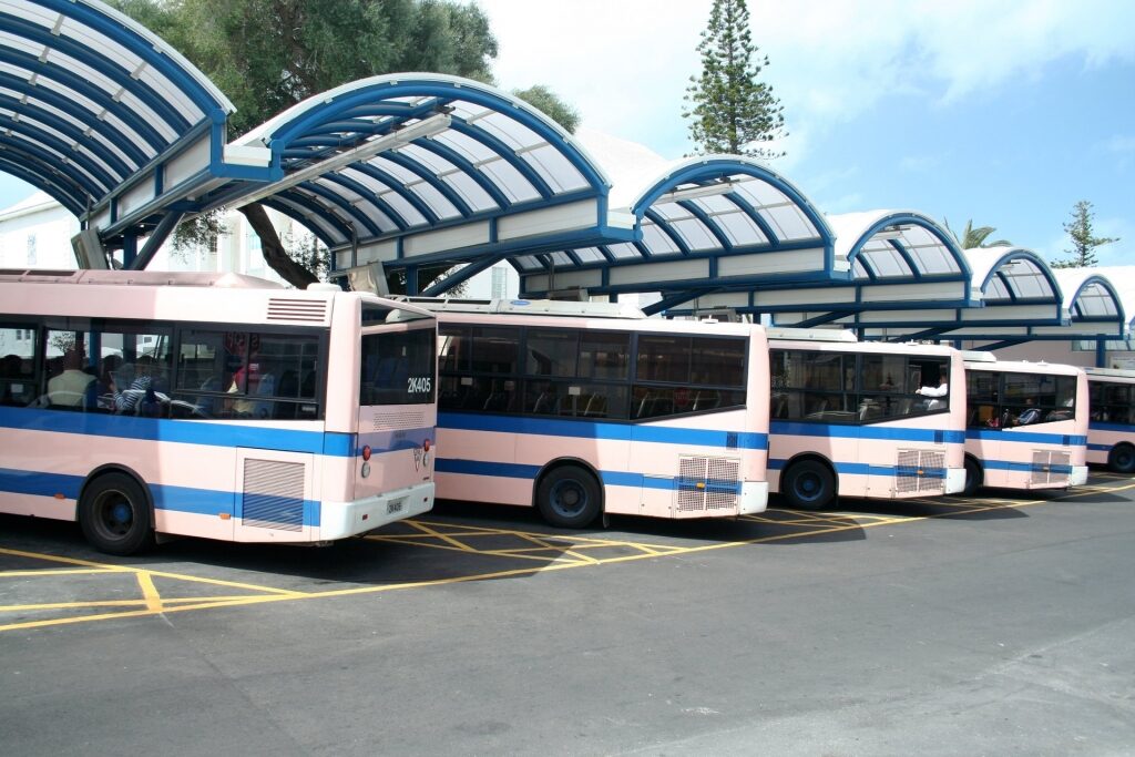 Pink buses in Bermuda