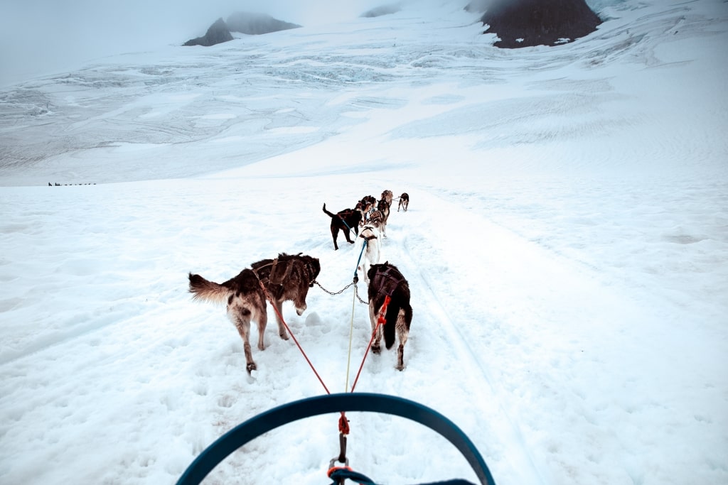 Dog sledding on a snowy path in Alaska