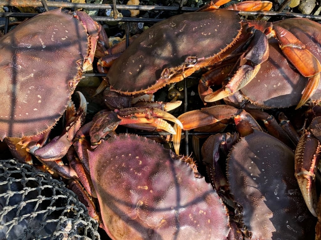 Dungeness crabs in a cage