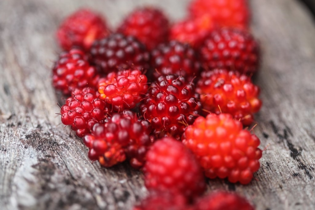 Fresh Salmonberries