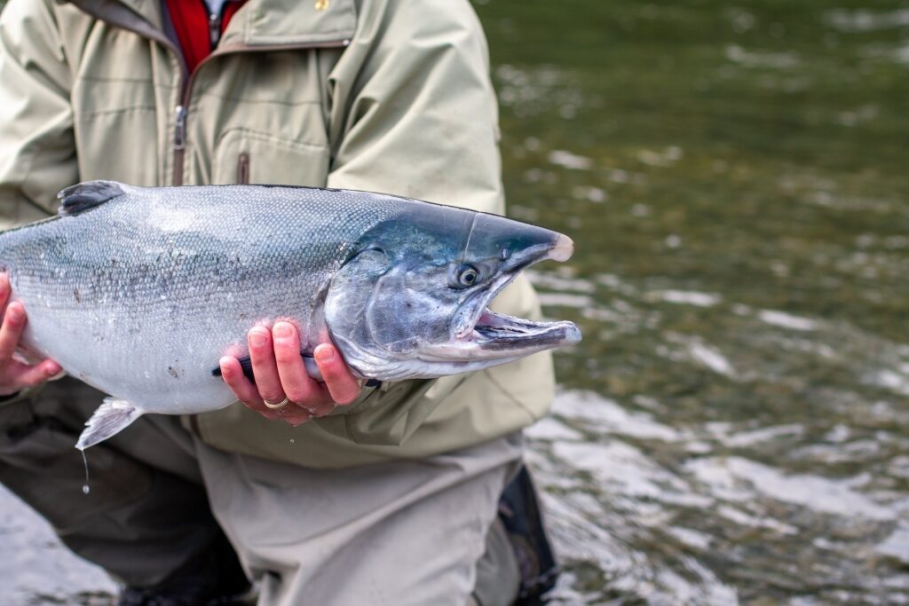 Man holding freshly-caught wild silver salmon