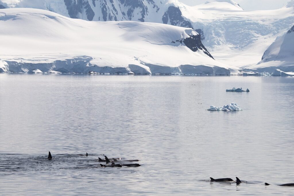 Beautiful landscape of Antarctica with orca whales swimming