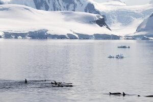 orcas antarctica