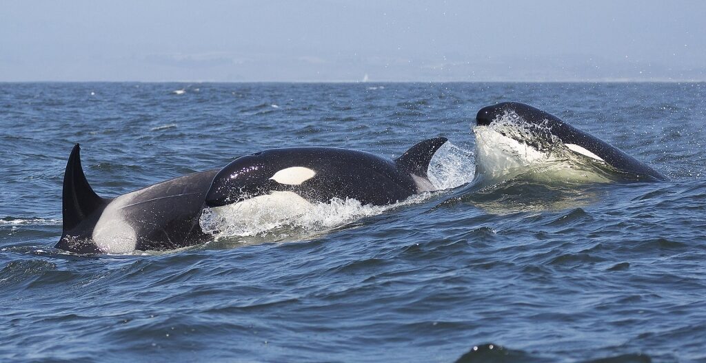 Orca whales swimming in Monterey Bay