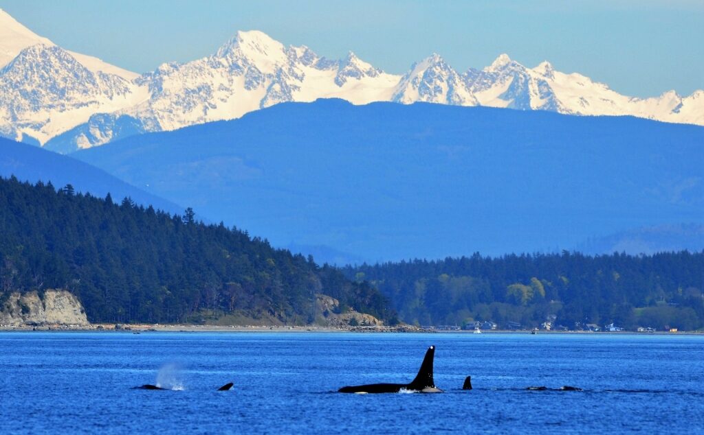 Orca whale swimming in Puget Sound