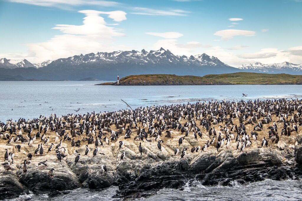 Penguins in Beagle Channel