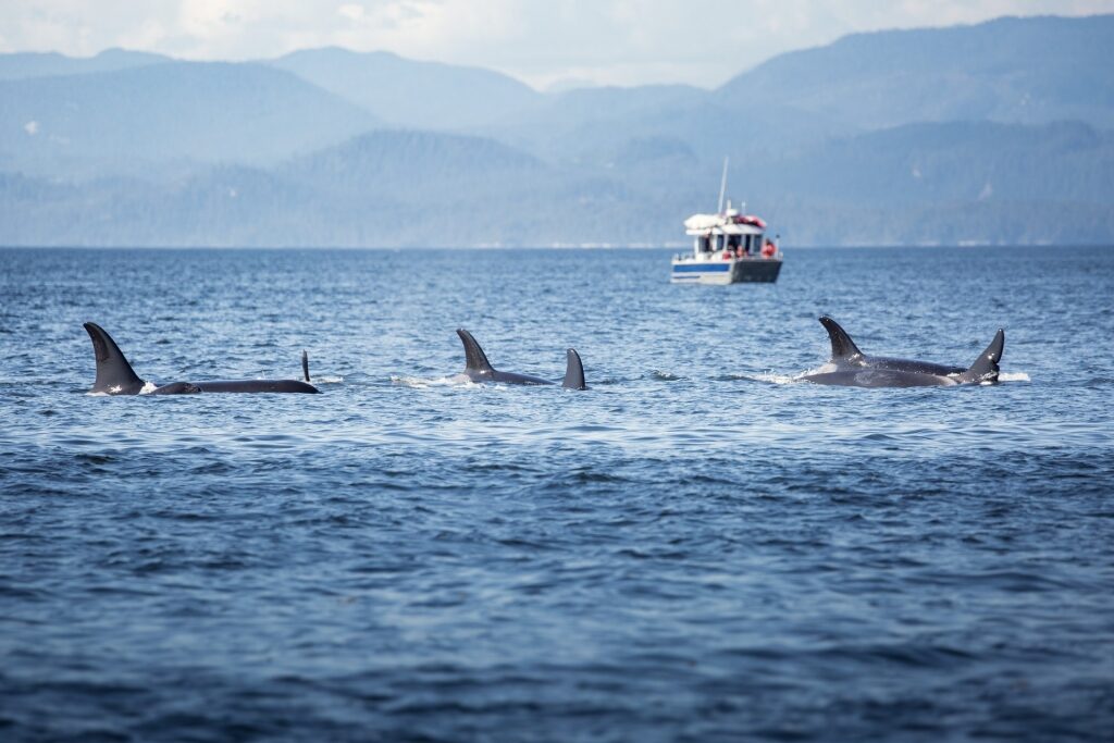 best place to see orcas - Vancouver