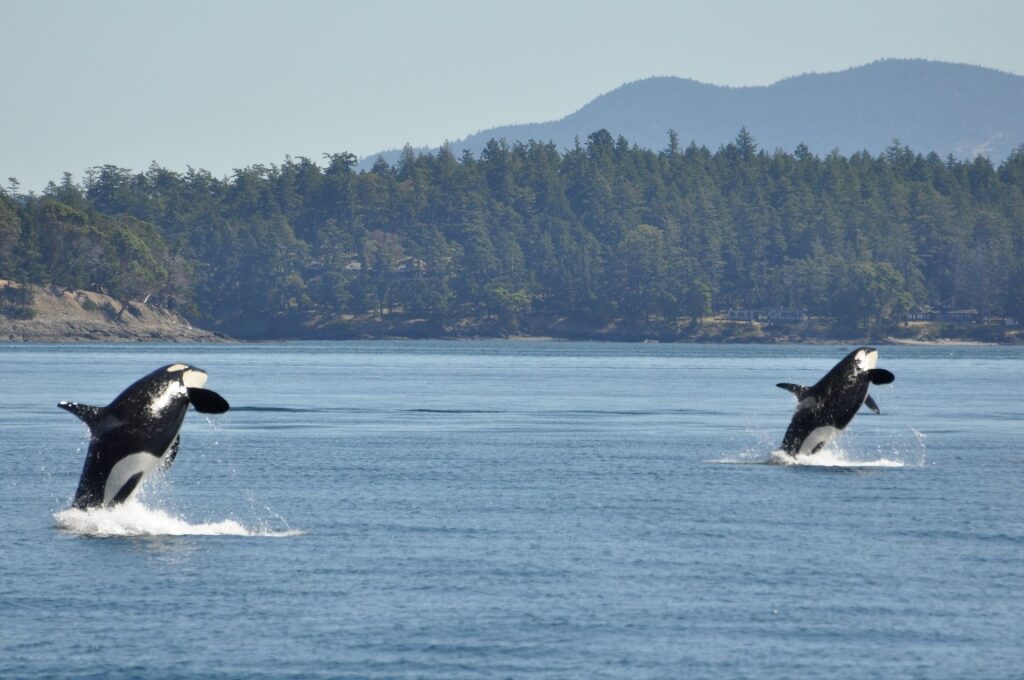 best place to see orcas - Victoria, BC