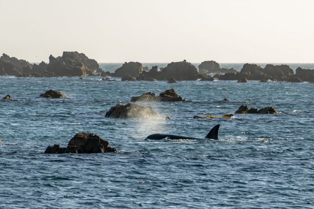 Orca whales swimming along rocky Wellington, New Zealand