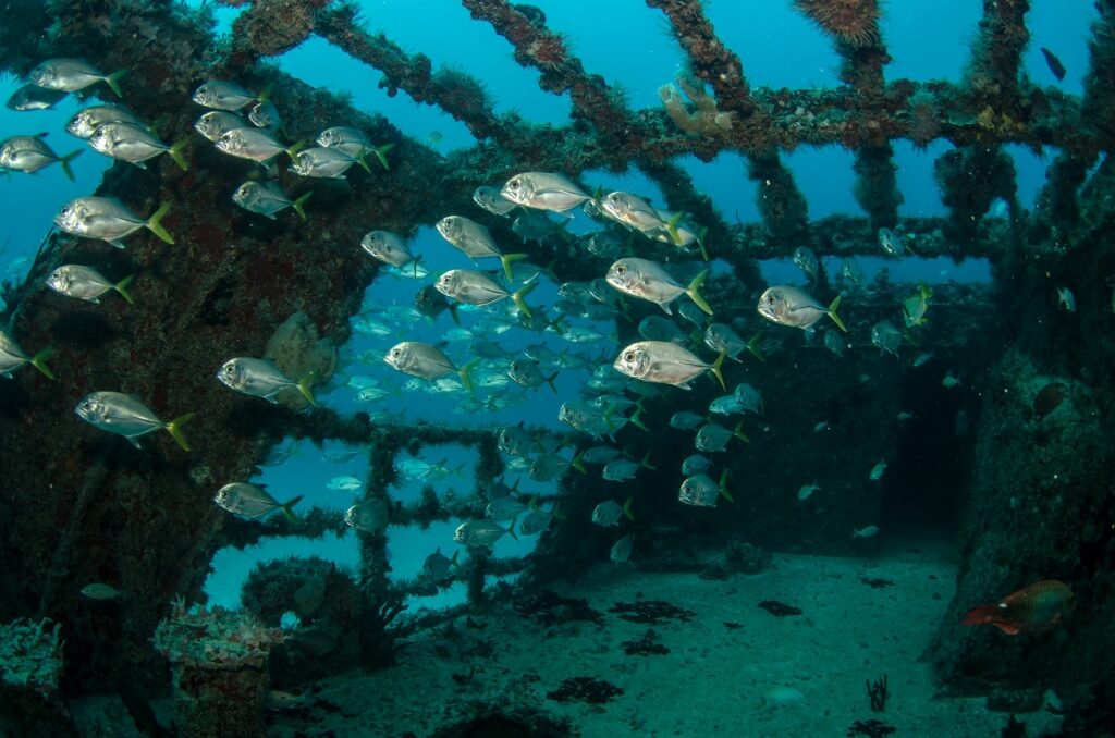Fishes swimming from a shipwreck in Mesoamerican Reef 