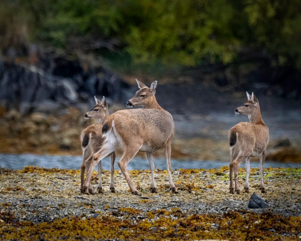 Black-tail deers spotted in Sitka