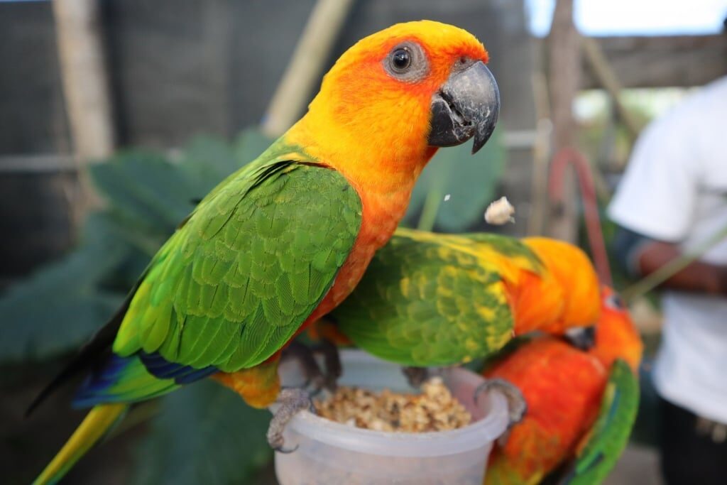 Parrots in St. Maarten