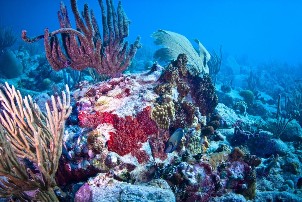 Marine life in St Maarten