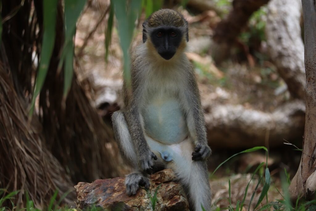 Vervet monkey spotted in St. Maarten