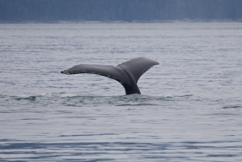 Humpback whale tail spotted in Alaska