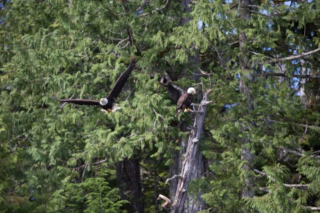 Eagle flying amidst pine trees