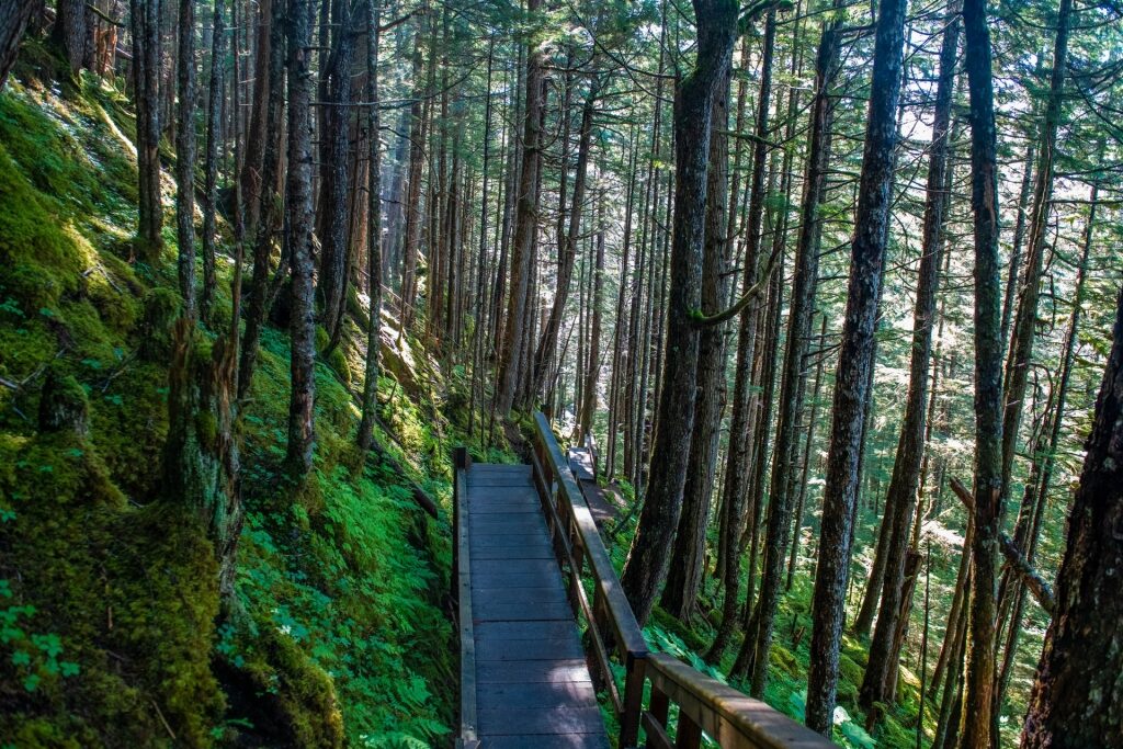 Pathway with towering trees in Tongass National Forest