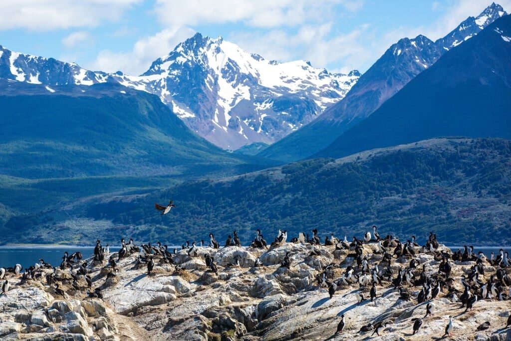 Penguins walking on rock with beautiful snow-capped mountains