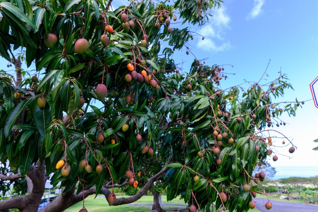 Coffee tree in Hawaii