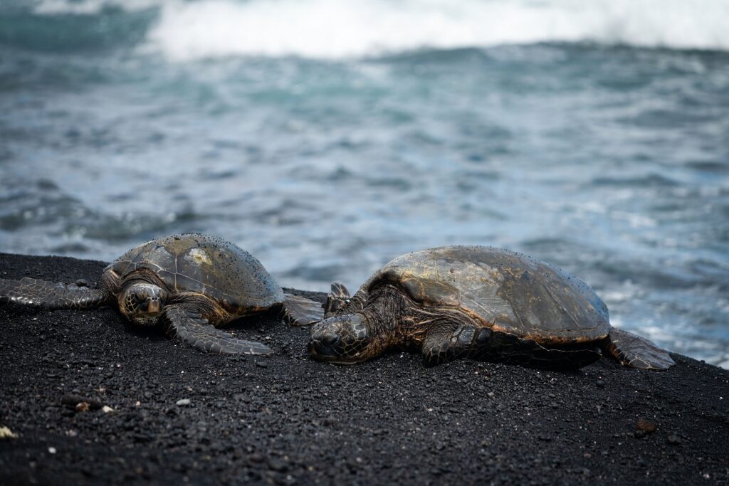 Turtles on a black sand beach