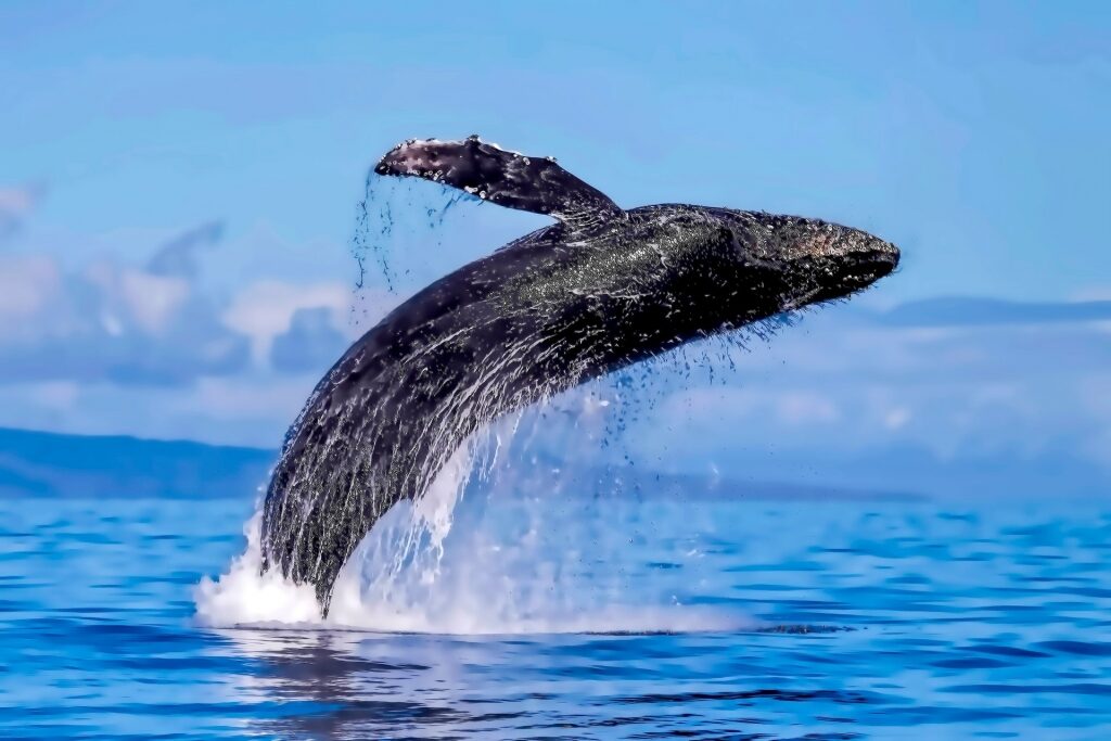 Whale breaches in Lahaina
