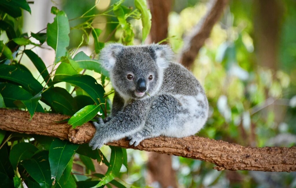 Koala bear on a tree branch