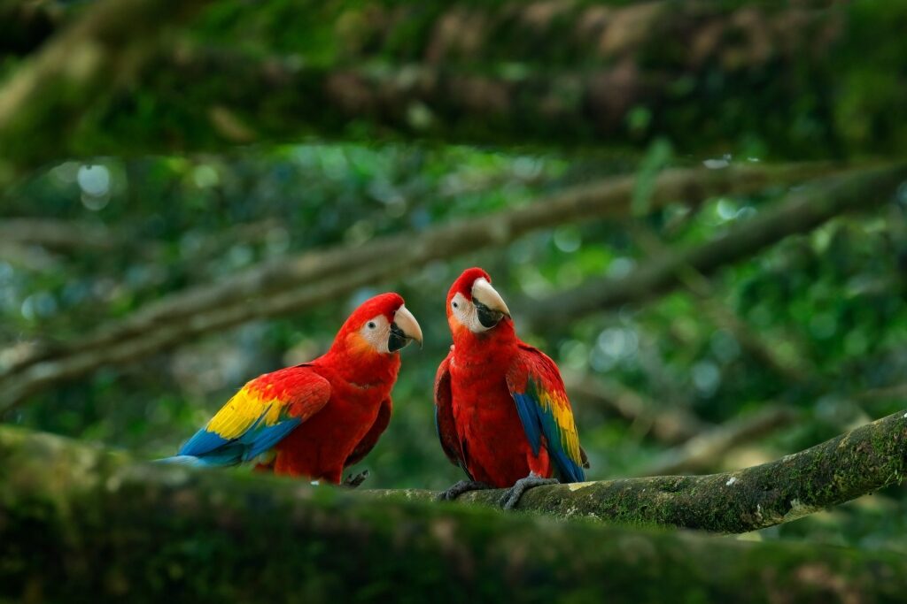 Colorful scarlet macaws on a tree