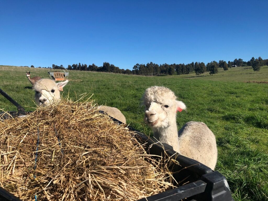 Adorable alpacas on a farm