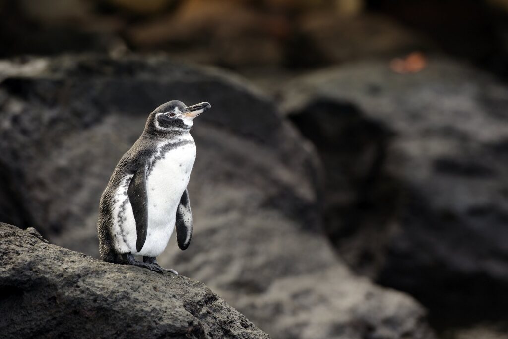 Galapagos penguin standing on a hardened volcanic lava