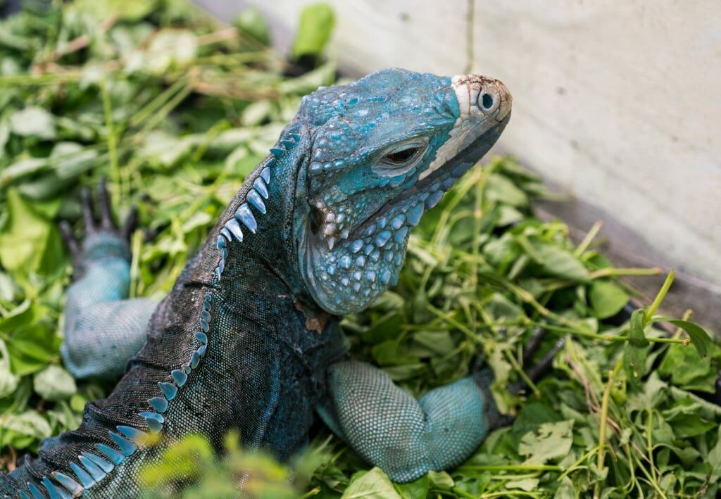 Unique blue iguana of Queen Elizabeth II Botanic Park, Grand Cayman