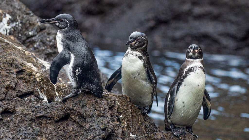 Galapagos penguins