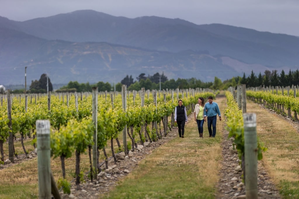 Couple walking at a vineyard