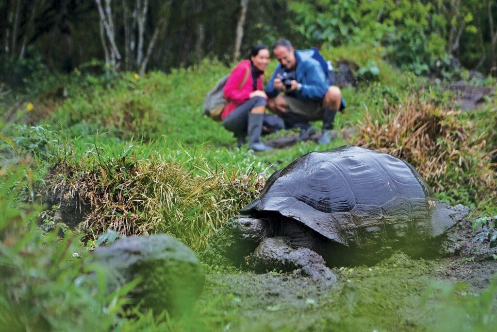 Tourists watching Galapagos tortoise