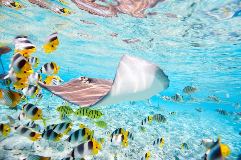 Stingray swimming with fishes