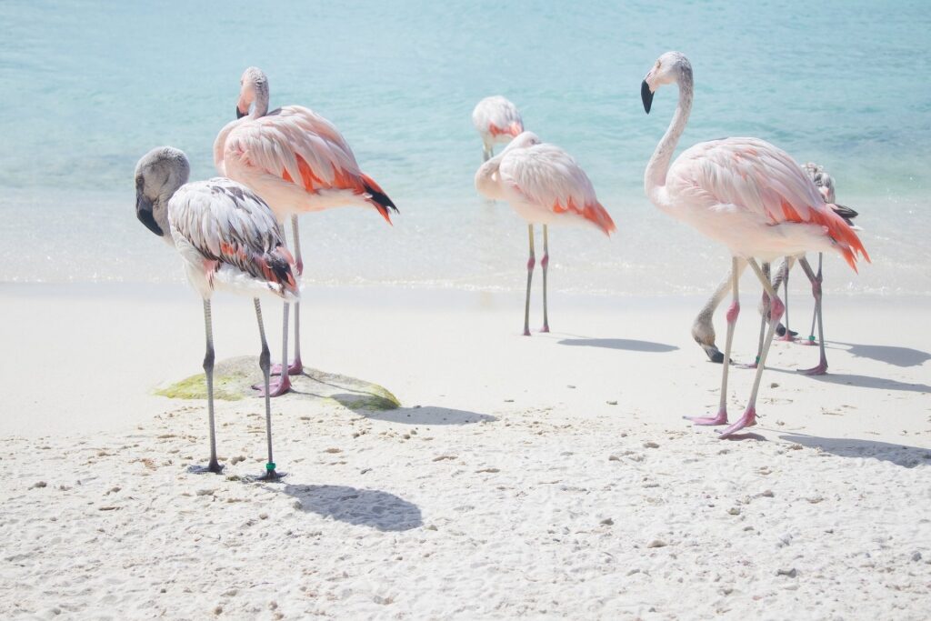 Flamingos on a beach