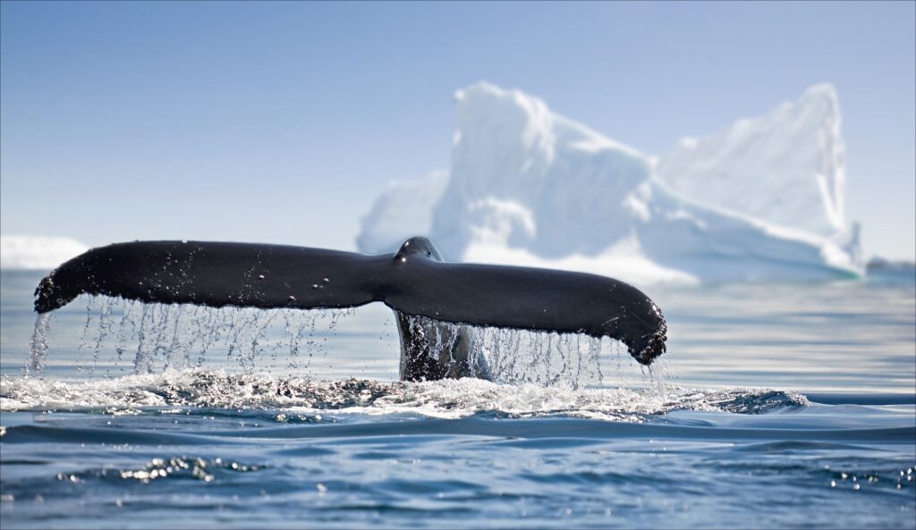 Humpback whale spotted in Antarctica