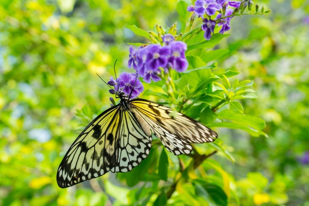 Buttefly on a purple flower