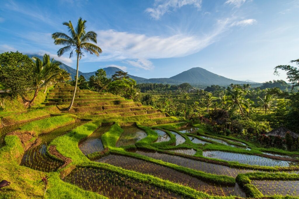 Lush landscape of Jatiluwih Rice Terraces in Bali, Indonesia