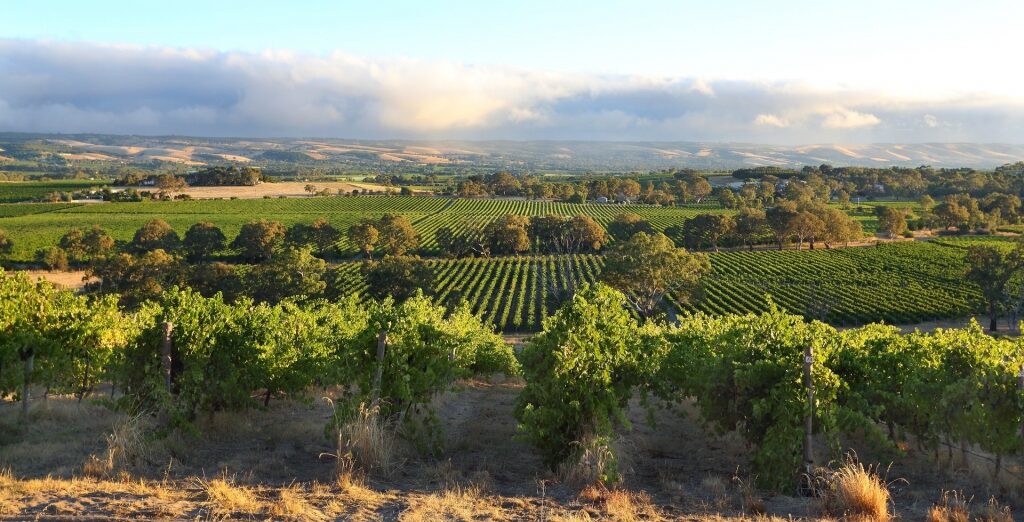 Beautiful vineyard in Australia