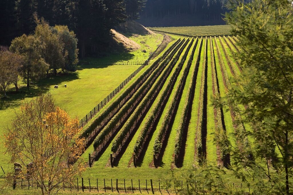 Lush vineyard in Napier