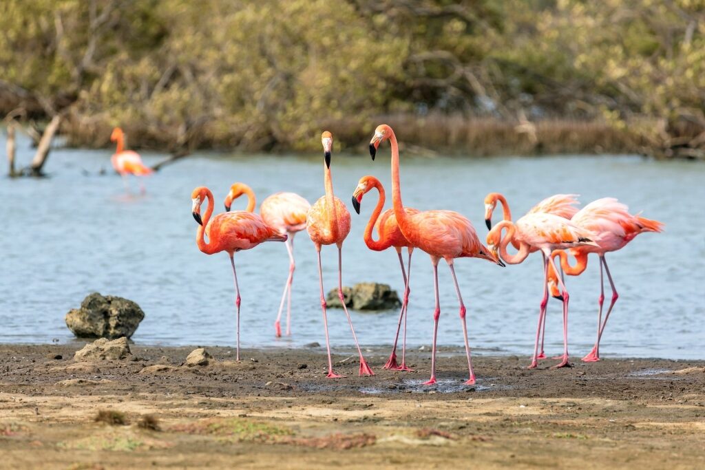 See flamingos in Bonaire on one of the best winter cruises 