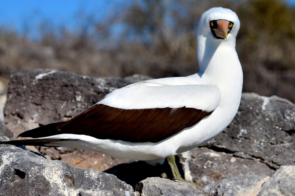 Beautiful white and brown Nazcas Booby in Galapagos