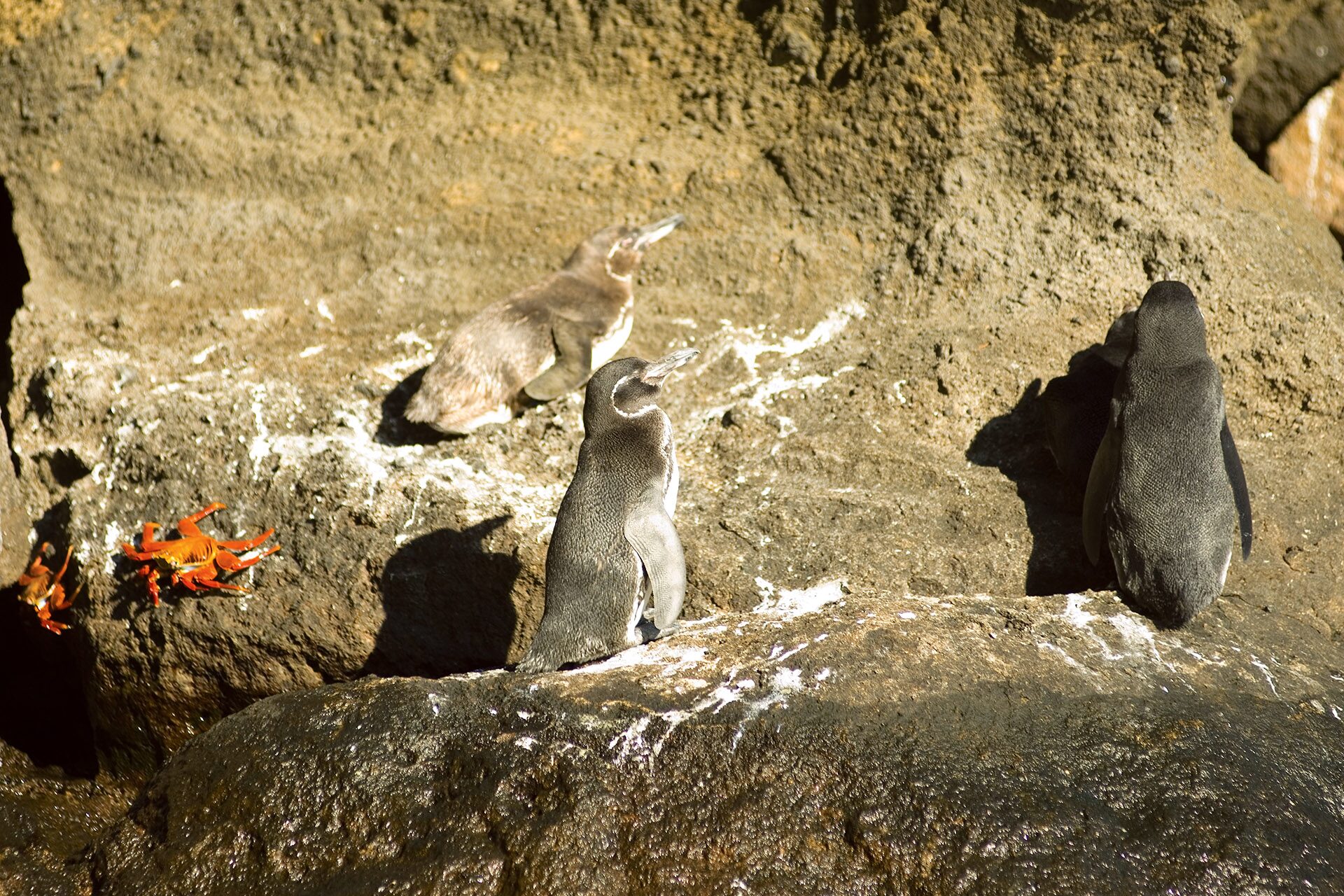 Why Are The Galapagos Islands Unique? | Celebrity Cruises
