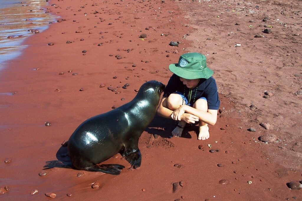 Girl looking at a sea lion on a red beach