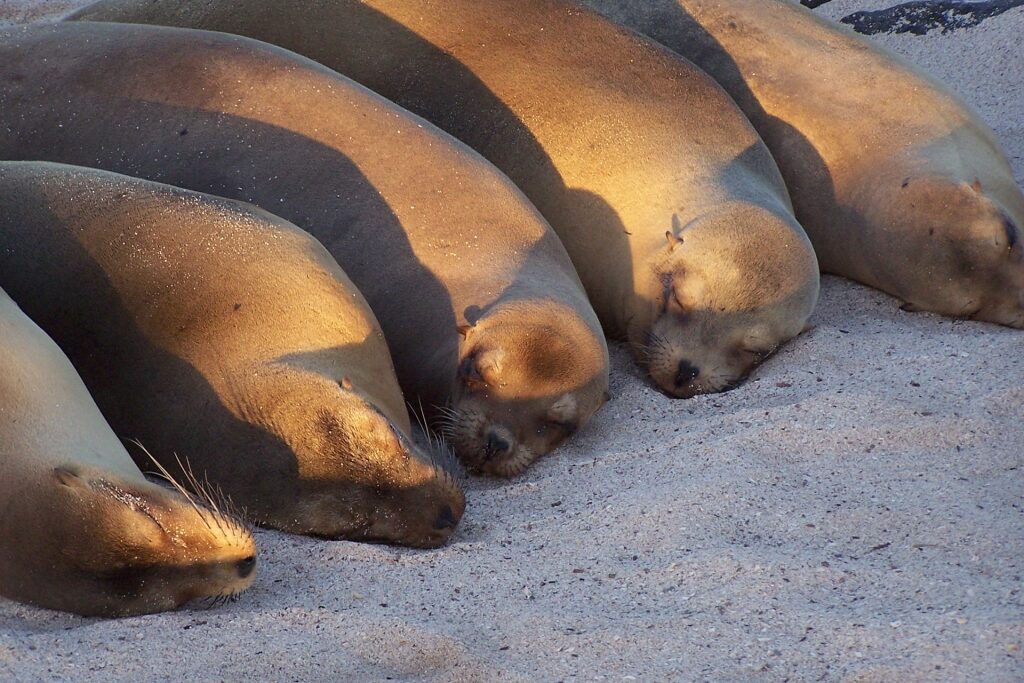 Sea lions sleeping on a beach