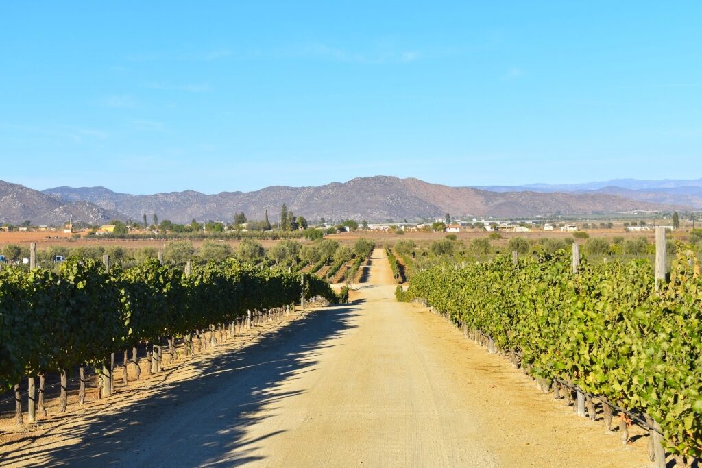 Vineyard in Valle de Guadalupe