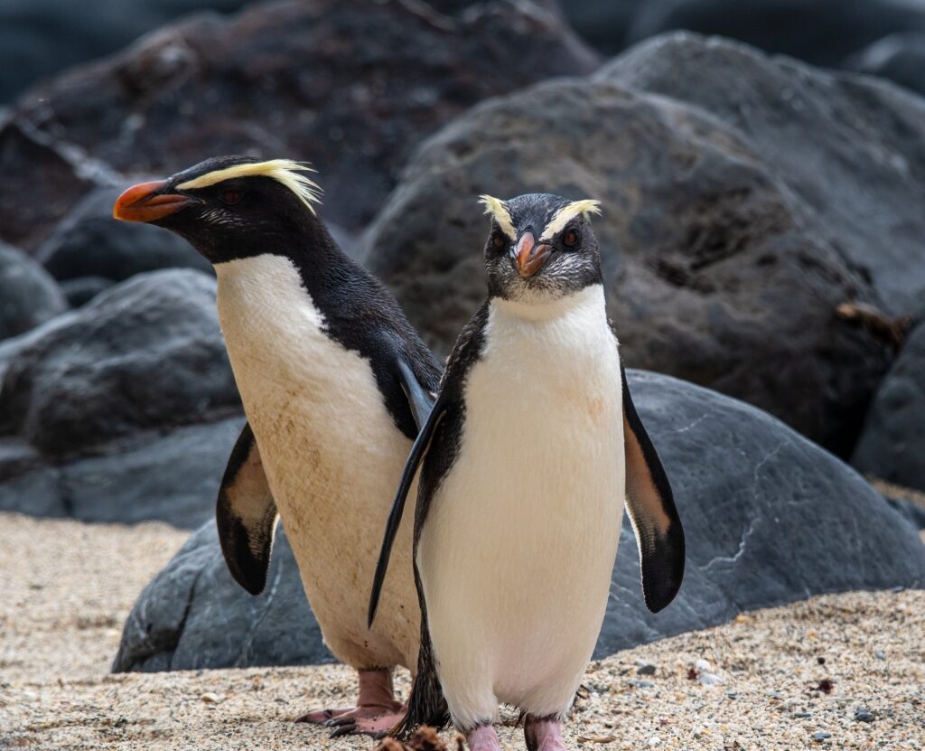 Two Crested Fiordland penguin in New Zealand