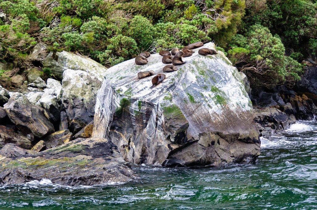 Fur seals resting on rocks