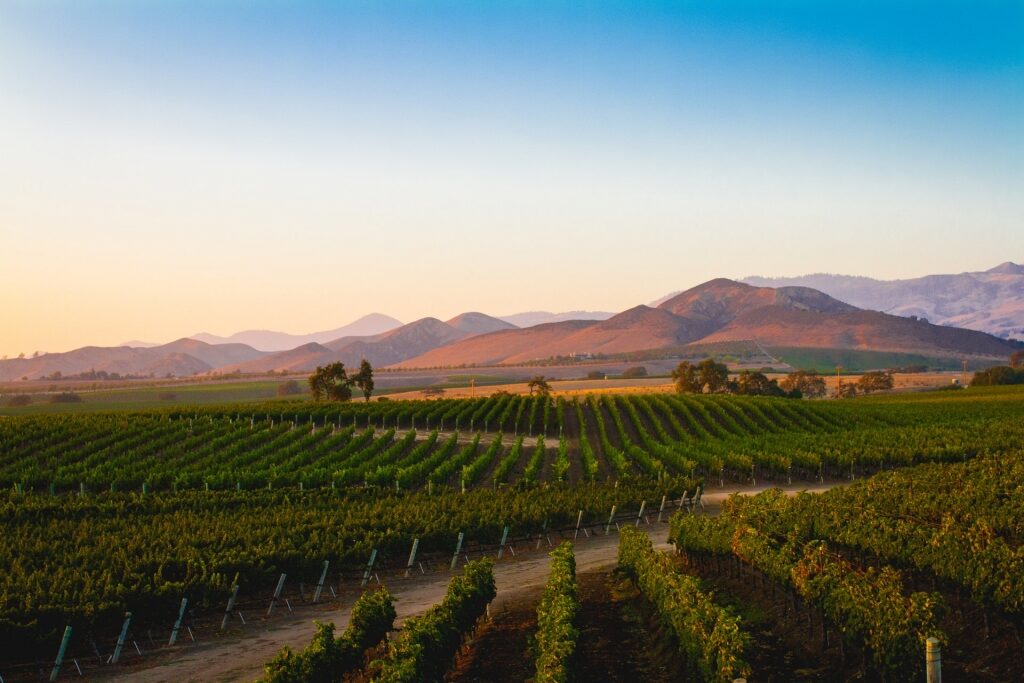 Vineyard in Santa Ynez, California with mountain backdrop